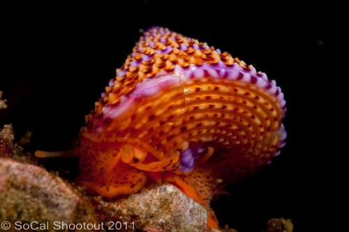 southern california underwater photo shootout winners
