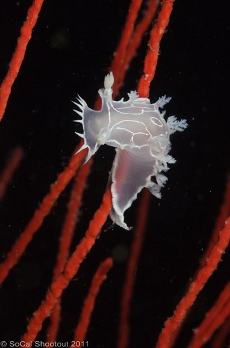 southern california underwater photo shootout winners