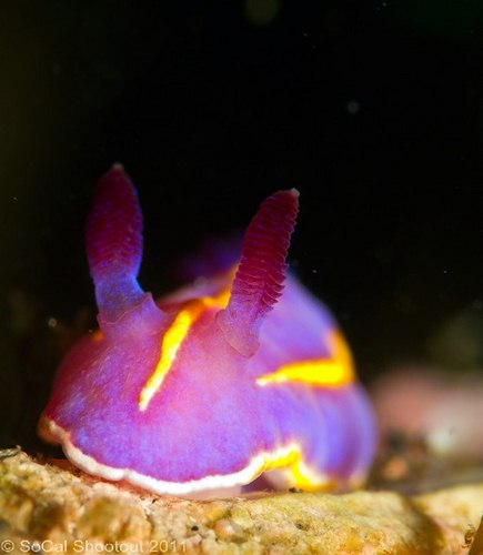 southern california underwater photo shootout winners