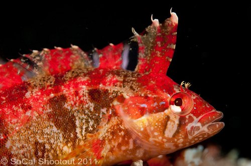 southern california underwater photo shootout winners