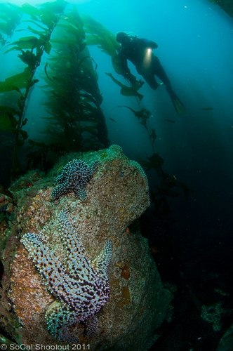 southern california underwater photo shootout winners