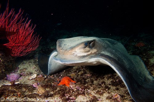 southern california underwater photo shootout winners