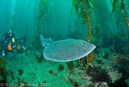 southern california underwater photo shootout winners
