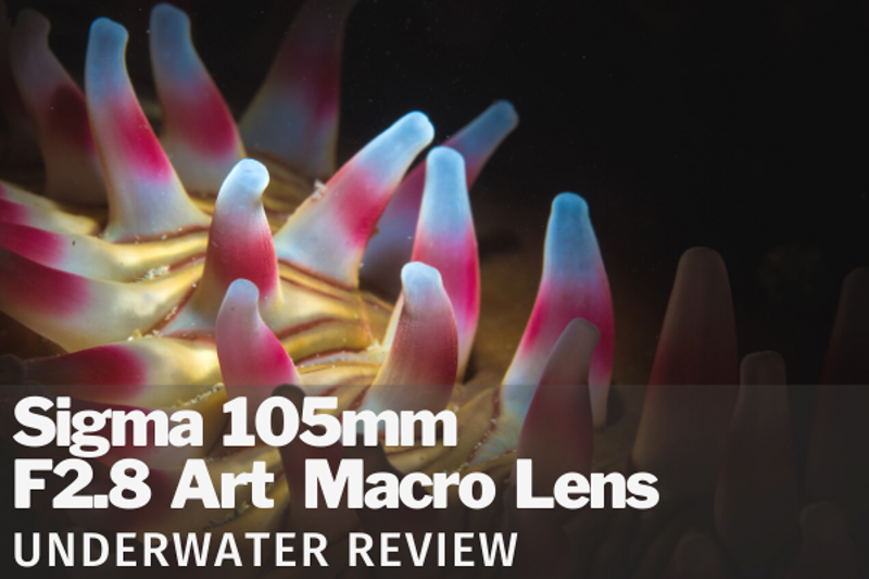 Sigma 105mm macro lens review
