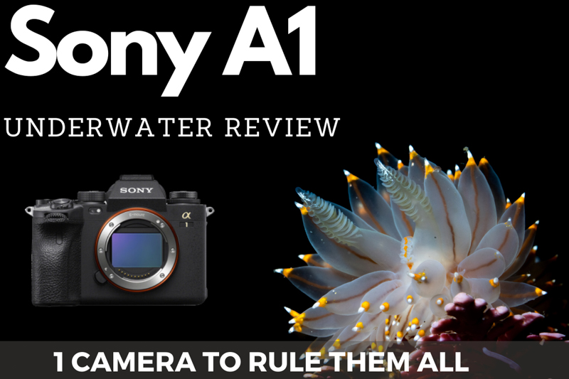Sony A1 Underwater Review