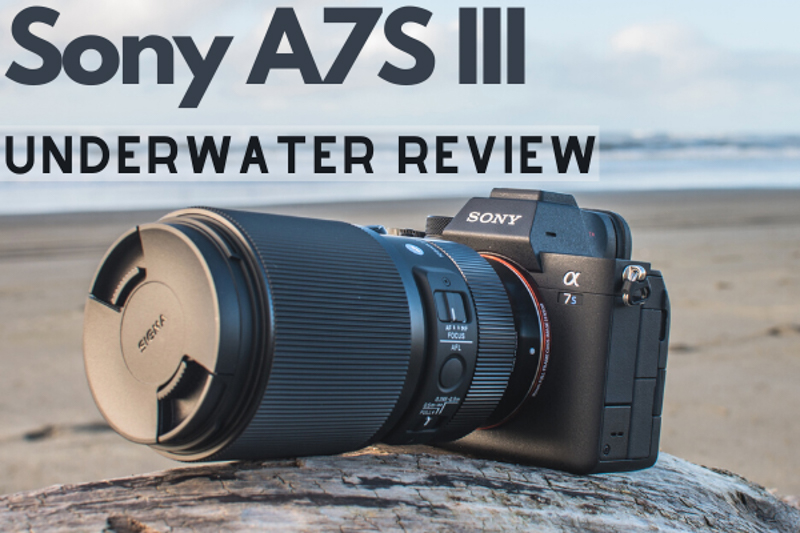 Klassiek Vochtig Pebish Sony A7S III Underwater Review - Bluewater Photo