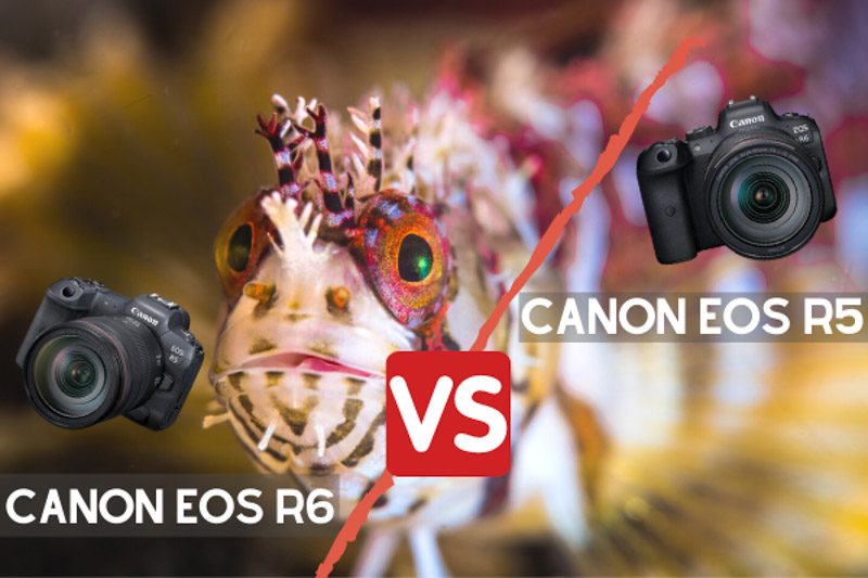 Canon EOS R5 vs R6