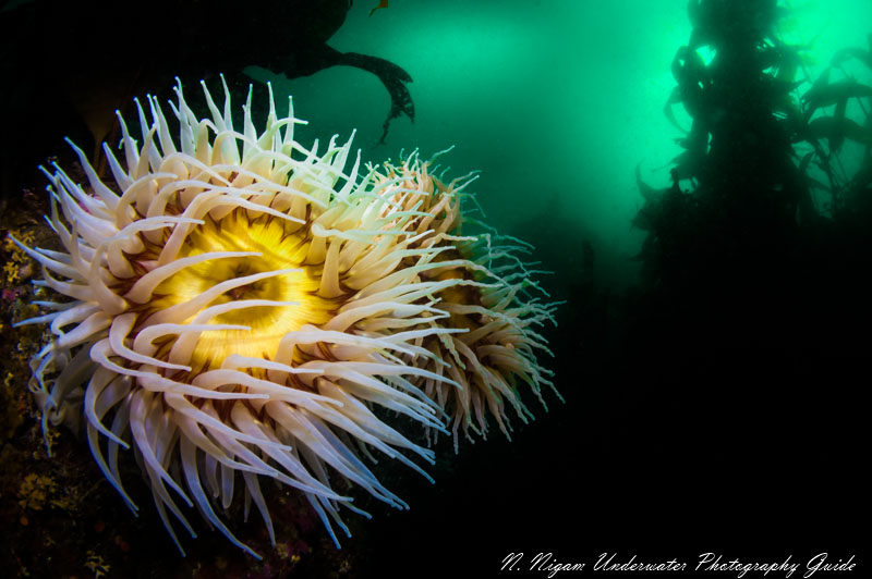 sea & sea ys-d3 dome diffuser