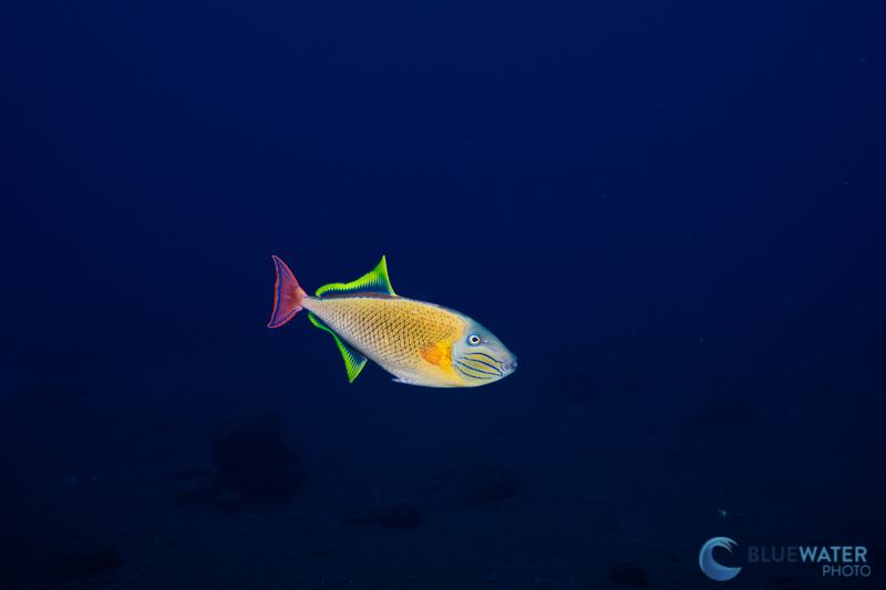 Nikon z7ii underwater triggerfish