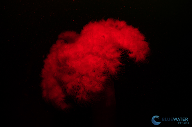A metridium anemone photographed with the Bluewater 1500 focus light in red mode and no strobes. f/13, 1/50, ISO 1250