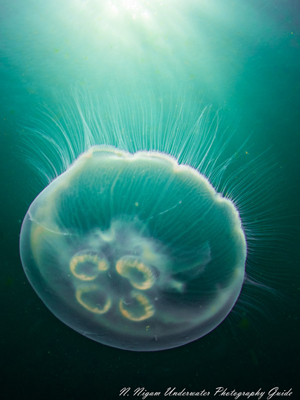 A moon jelly under the sun captured with the Canon EOS R5 in an Ikelite EOS R5 housing, Canon 8-15mm fisheye lens, dual Ikelite DS 161 strobes, and Ikelite Canon TTL converter. f/22, 1/160, ISO 100