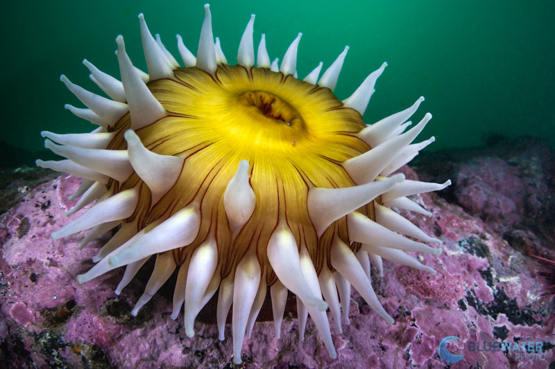 underwater anemone photographed with the Canon EOS R6 in an Ikelite housing