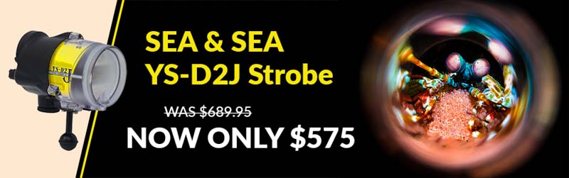 sea and sea ys-d2j strobe
