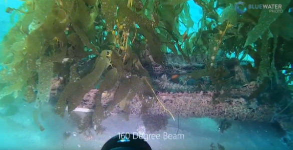 Big Blue 15,000 Lumens Tri Color