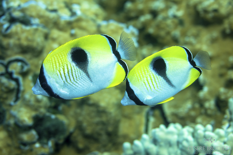 Marelux Canon R5 Underwater Housing Sample Image