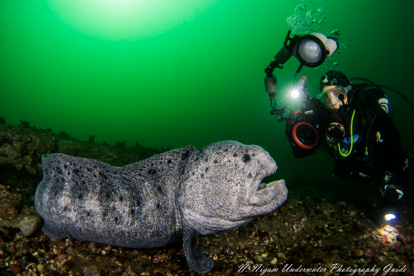 Diver photographing a wolf eel