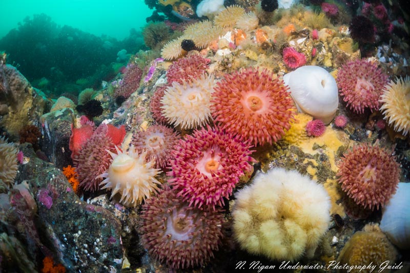 Excellent detail and dynamic range with the Sony a6400. Sony a6400, 16-50mm lens, UWL-09F wet lens, single Sea & Sea YS-D1 strobe and Fantasea Sony a6400 underwater housing. f/9, 1/160, ISO 400