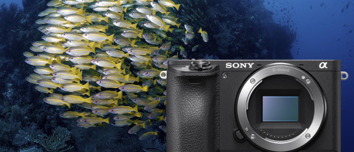 Sony a6100 Review - Underwater Photography Guide