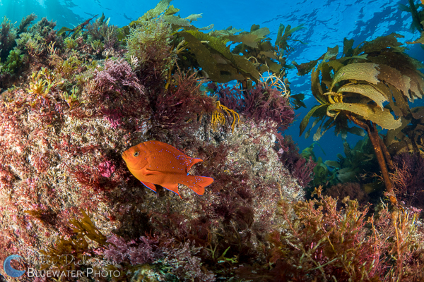 Nauticam A7R II housing underwater photo