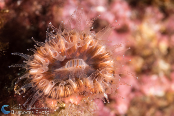 Sony 90mm macro lens underwater photo