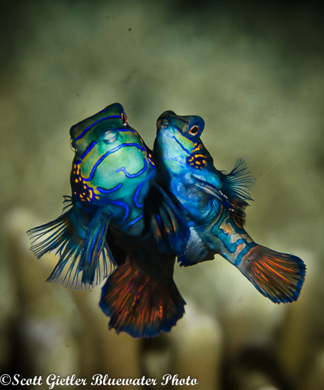 Mandarin fish mating