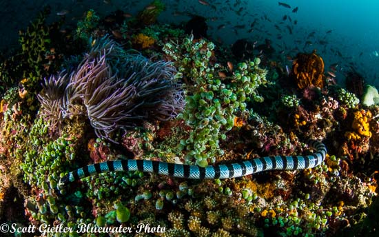 Panasonic 8mm fisheye lens underwater photography