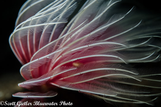 Reefnet fiber optic snoot underwater photo