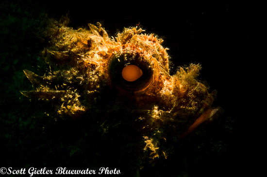 reef fiber optic snoot photo