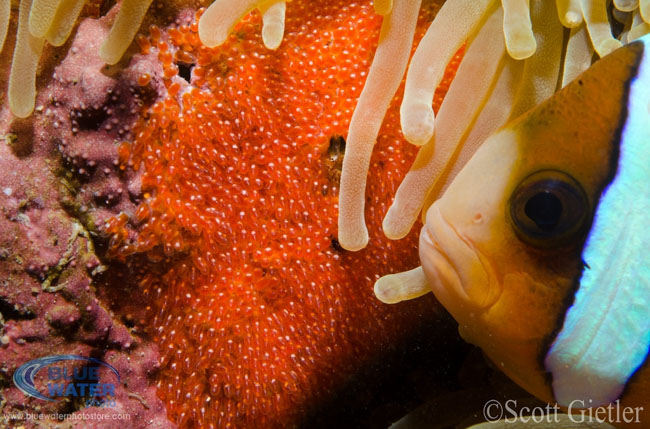 Anilao Underwater Photography Workshops