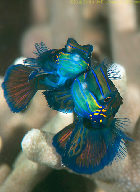 Anilao Underwater Photography Workshops