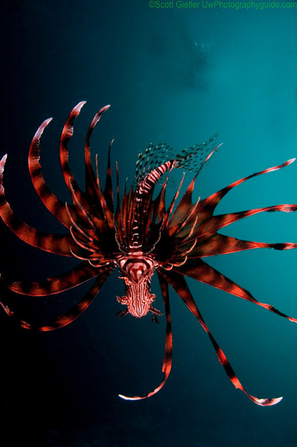 Anilao Underwater Photography Workshops