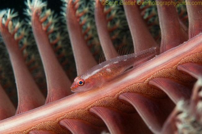 Anilao Underwater Photography Workshops