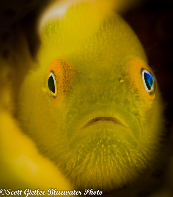 Anilao Underwater Photography Workshops