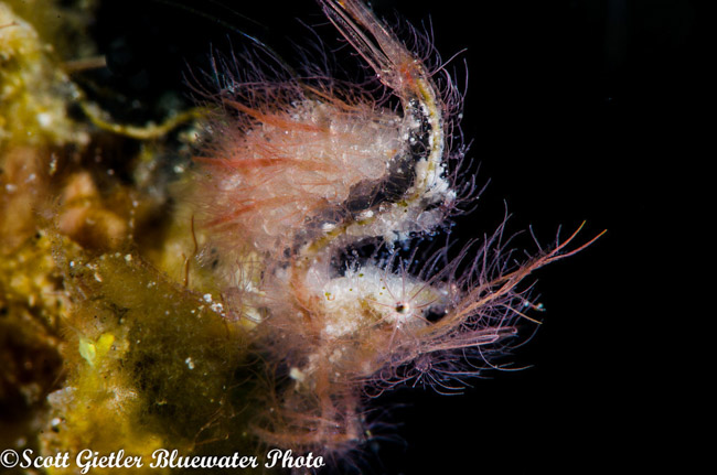 Anilao Underwater Photography Workshops