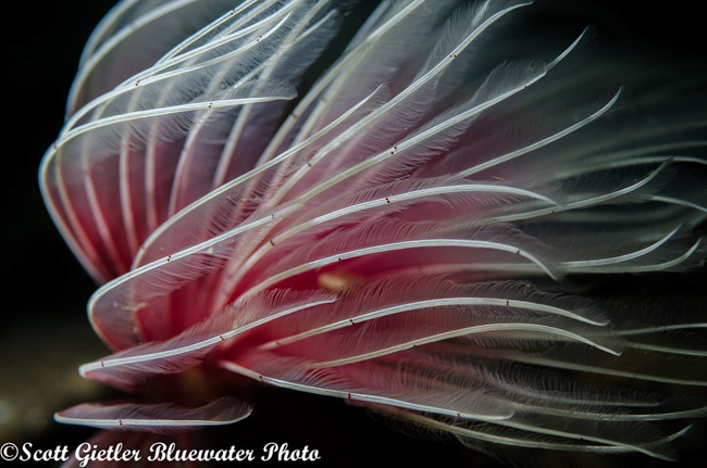 Anilao Underwater Photography Workshops