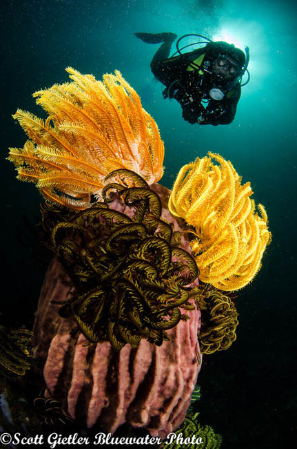 Anilao Underwater Photography Workshops