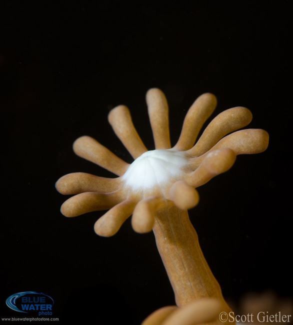 Anilao Underwater Photography Workshops