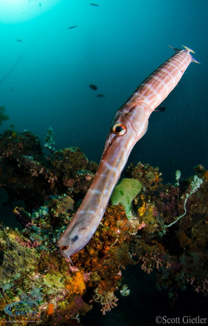 Anilao Underwater Photography Workshops