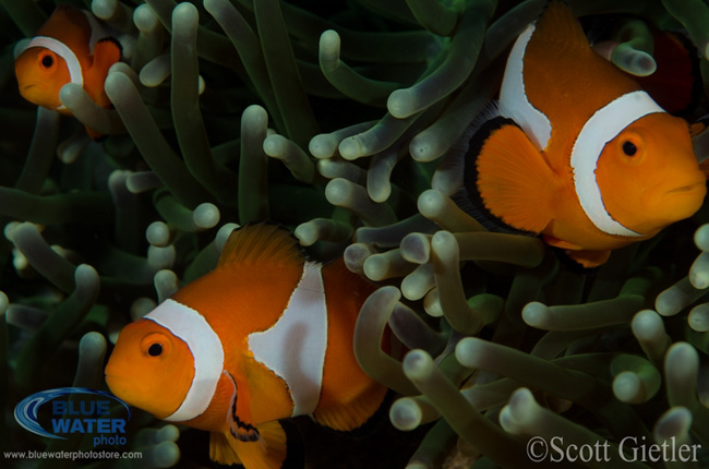 Anilao Underwater Photography Workshops