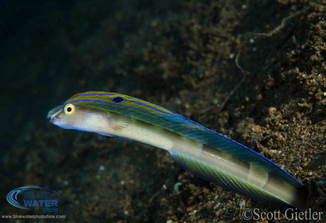 Anilao Underwater Photography Workshops