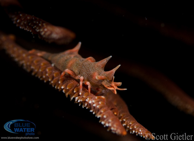 Anilao Underwater Photography Workshops