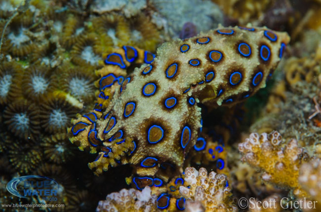 Anilao Underwater Photography Workshops