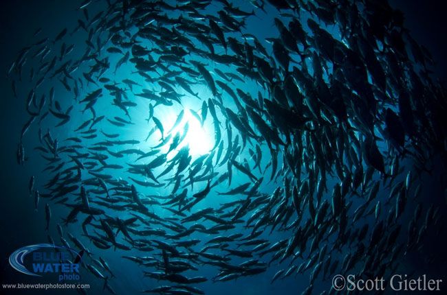 Anilao Underwater Photography Workshops
