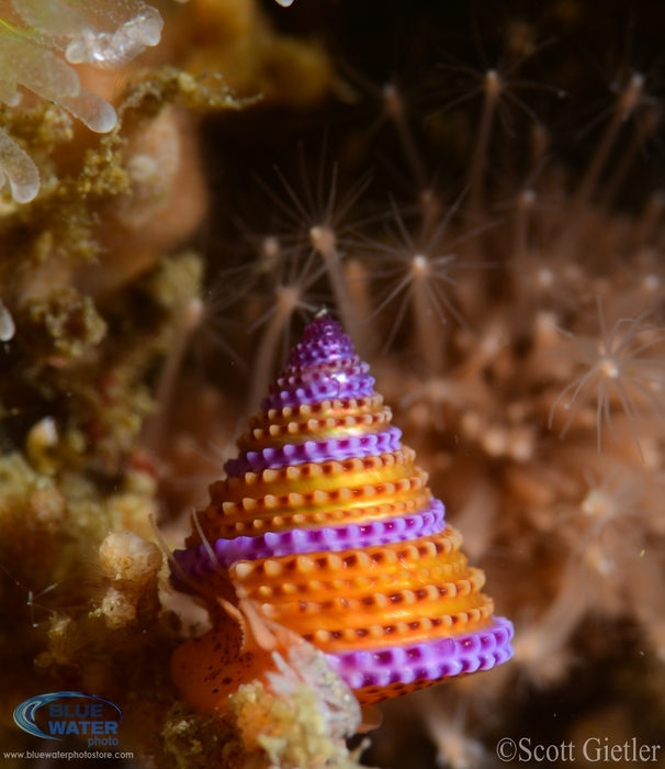 nikon d800 underwater photos and videos