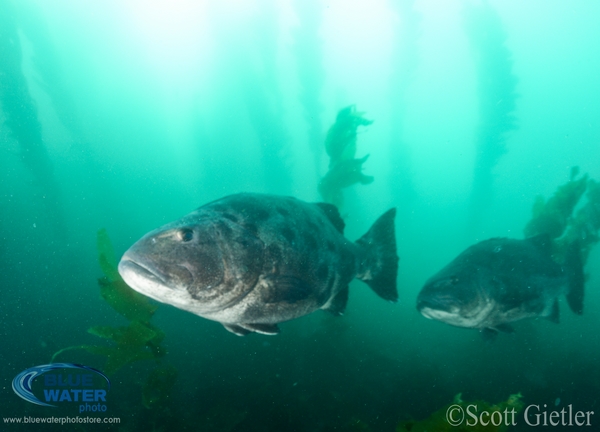 nikon d800 underwater photos and videos