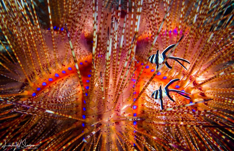 Fire Urchin and Bengai Cardinal Fish from Lembeh, Indonesia