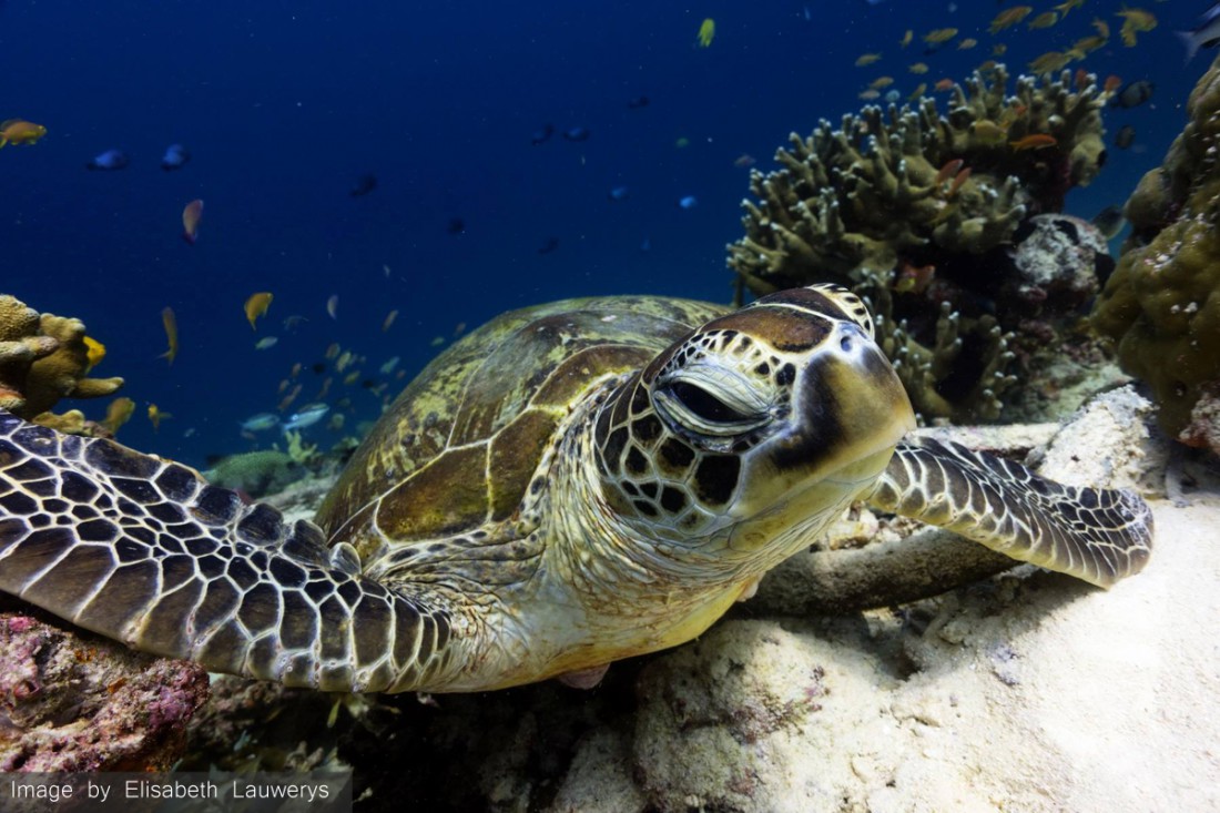 Turtle photo. Captured with the Fantasea Sony RX100 VI housing