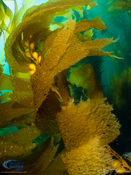 kelp photo