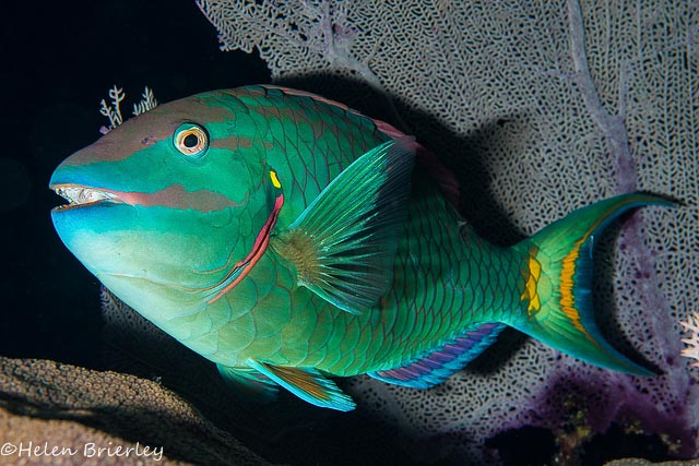 Nikon D800 underwater housings