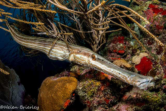 Nikon D810 underwater housings